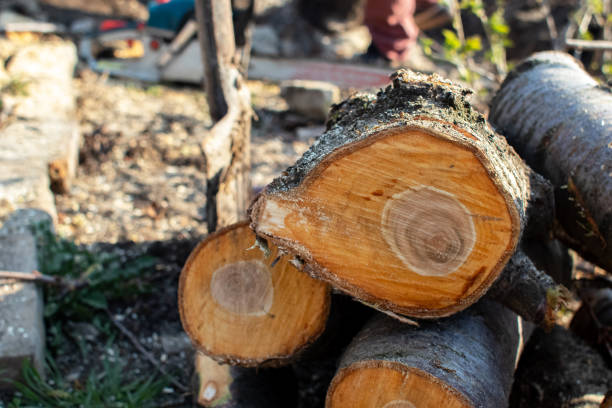  Fort Montgomery, NY Tree Care Pros
